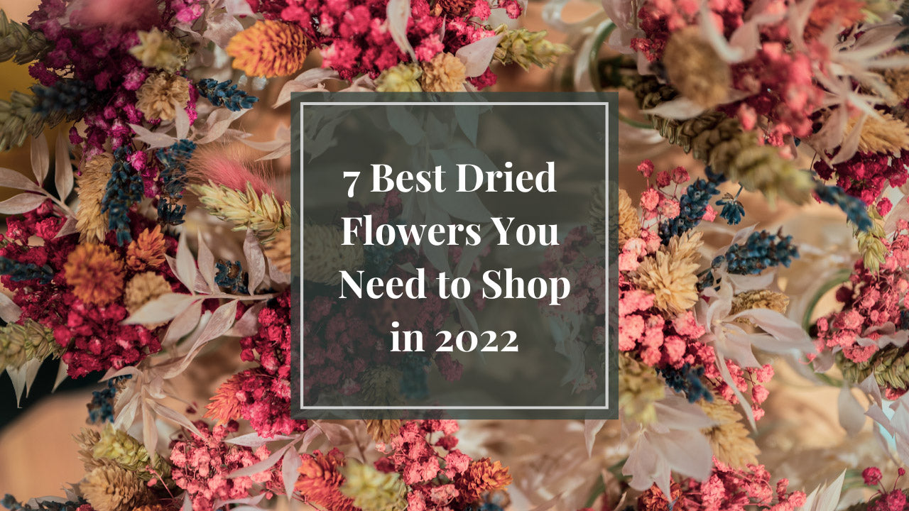 7 Best Dried Flowers