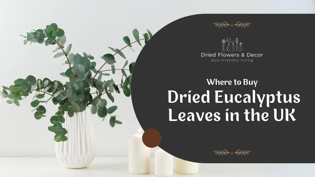 Where to Buy Dried Eucalyptus Leaves in the UK