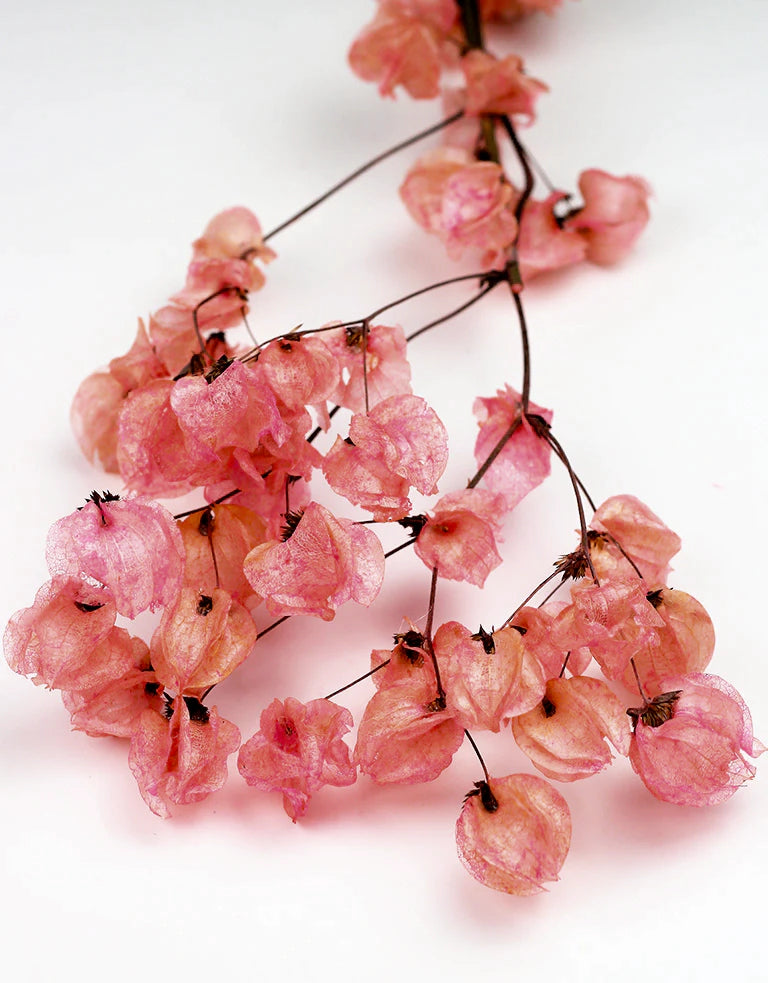Dried Bougainvillea