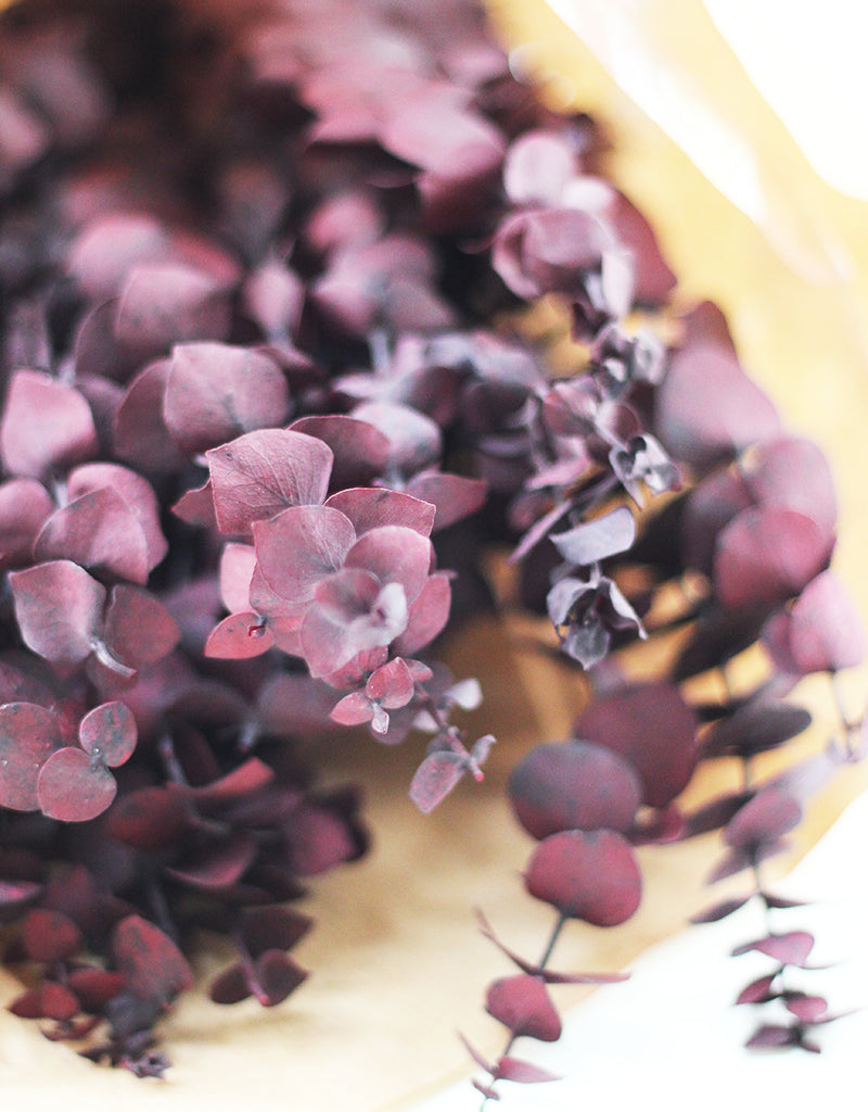 Preserved Baby Blue Eucalyptus