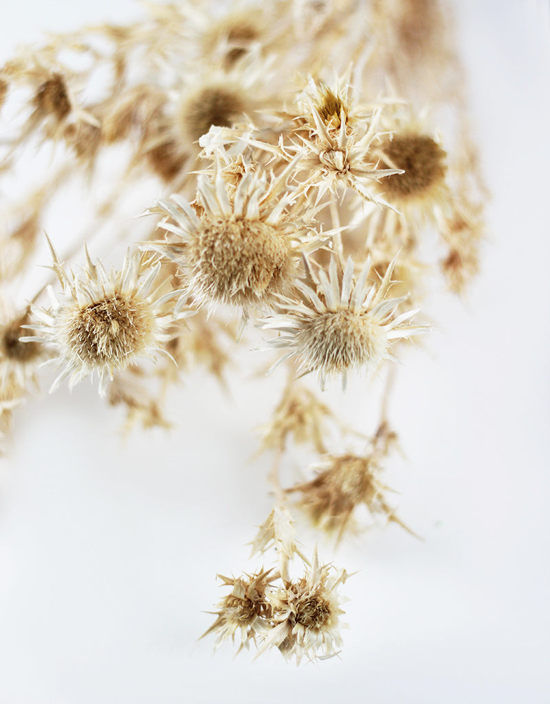 Bleached cardi flowers
