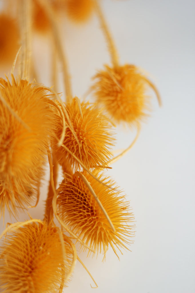 Spray Cardistella