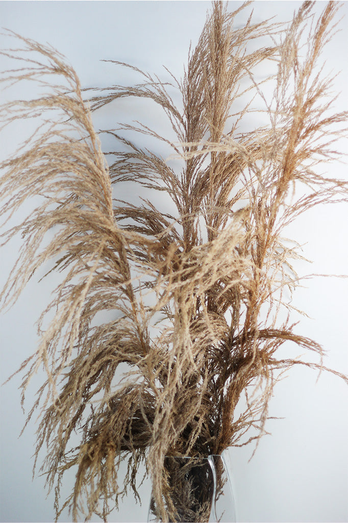 Dried Cortederia bunch