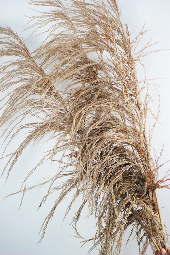 Dried Cortederia