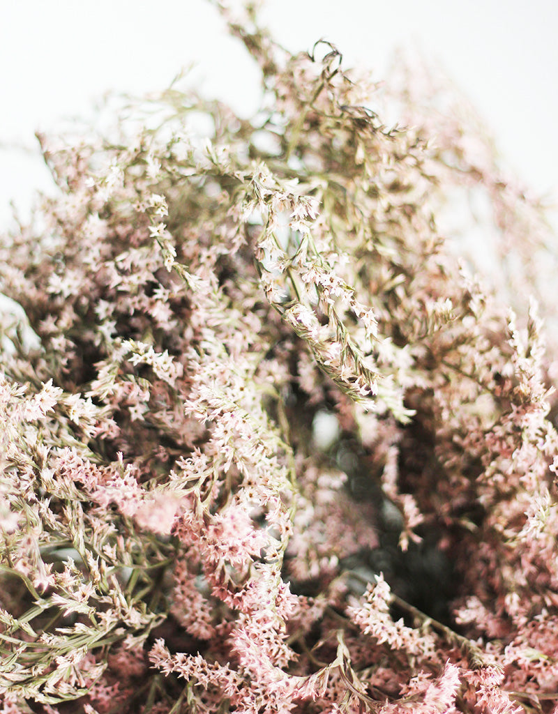 DRIED STATICE TATARICA