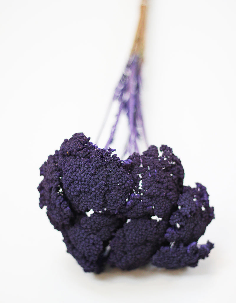 Wholesale Dried Achillea bunch