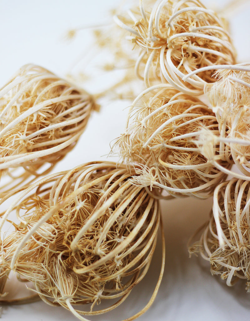 Dried Ammi Majus stems