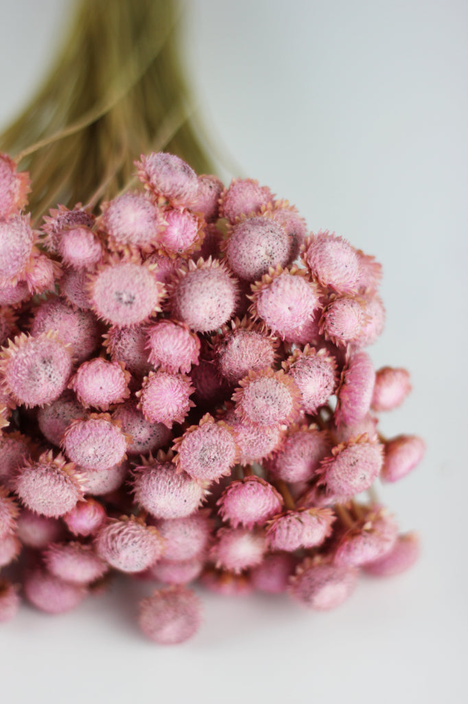 Dried Batao flowers