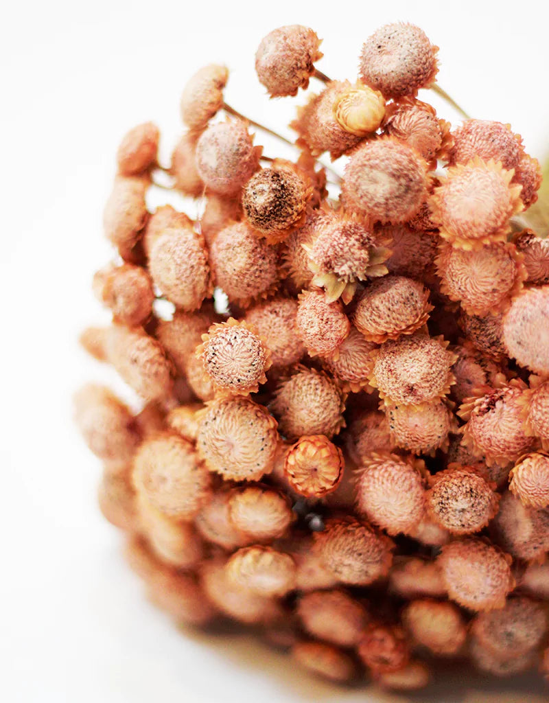 wholesale Dried Batao