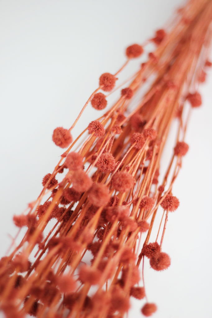 Dried Big Mars Flowers