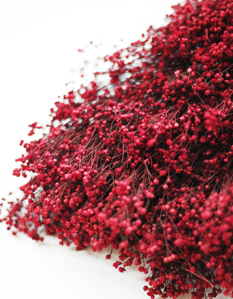 Dried Broom Bloom