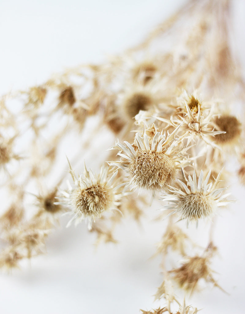 dried flowers bunch