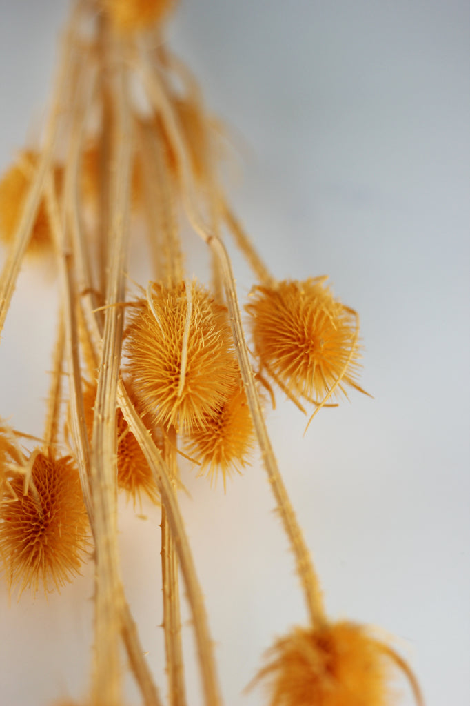 Cardistella