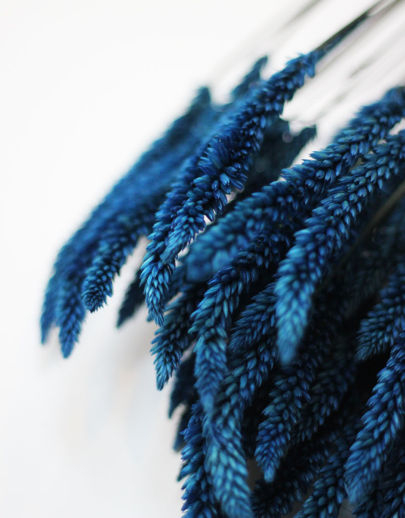 wholesale Blue Celosia bunch