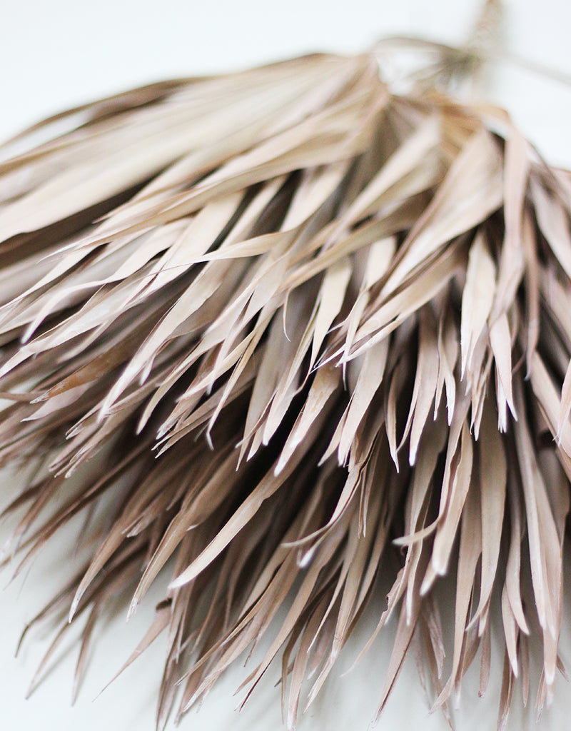 Dried Chamaerops Palm