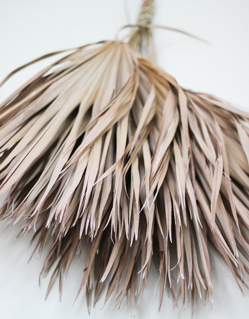 Dried Chamaerops Palm Bunch