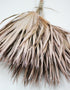 Dried Chamaerops Palm Bunch