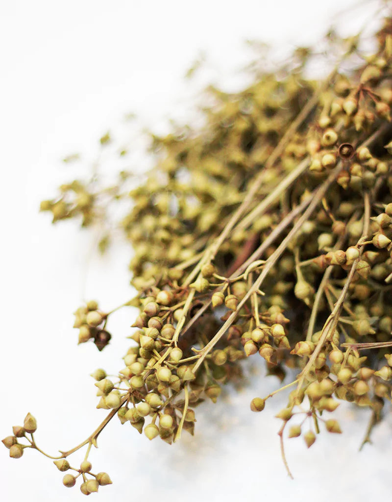 Wholesale Eucalyptus