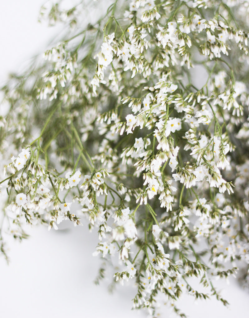 Dried Limonium