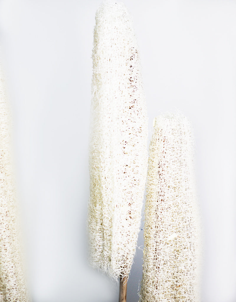 bleached dried loofah