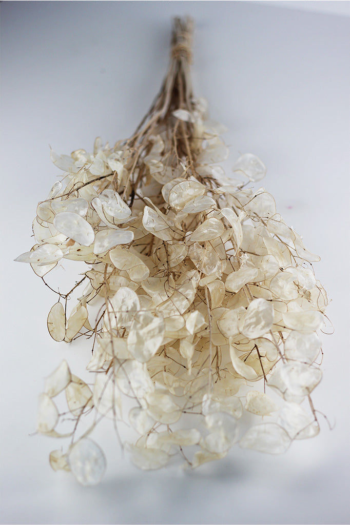 Dried Lunaria