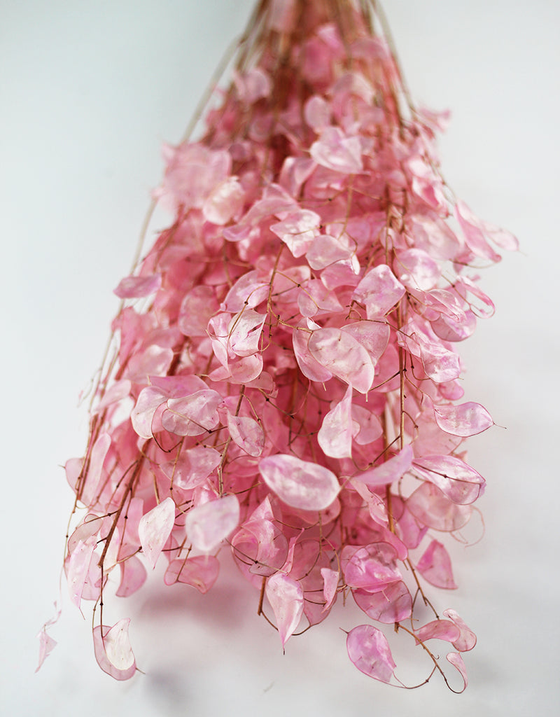 Pink Dried Flowers