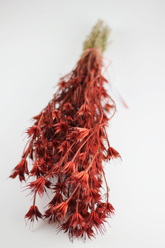 Dried Nigella Orientalis Flowers Bunch