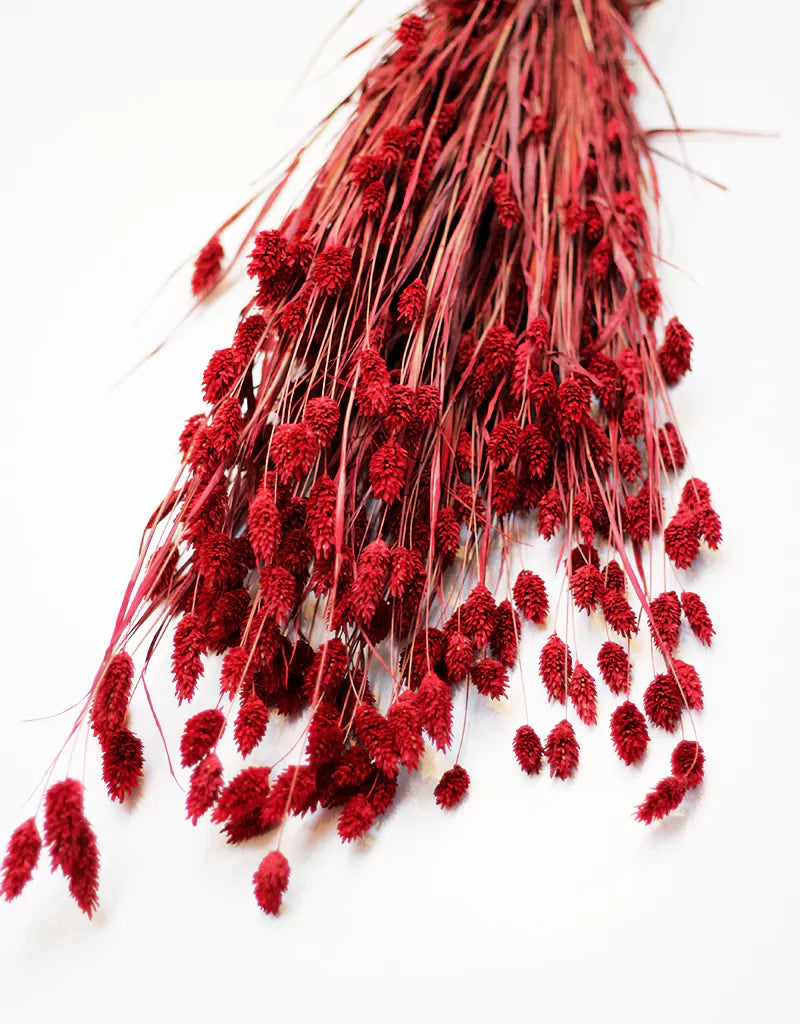 wholesale Dried Phalaris Grass