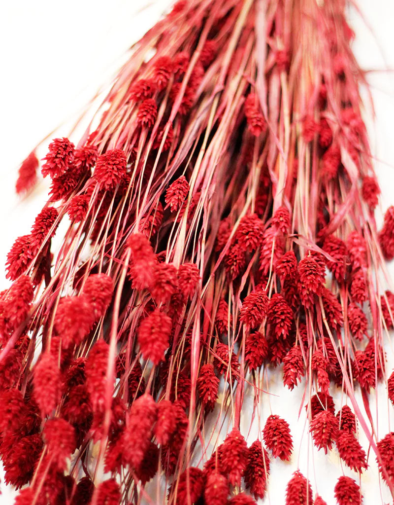 wholesale Dried Phalaris Grass