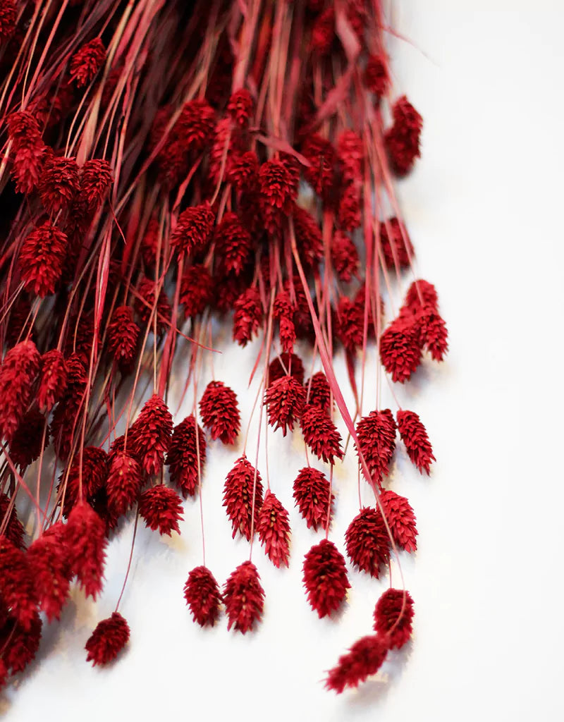 wholesale Dried Phalaris Grass
stems