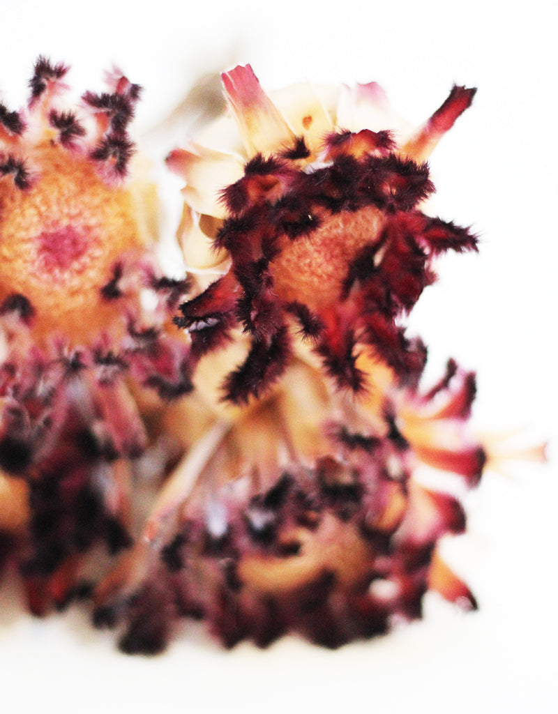 Dried Protea Nerifolia wholesale flowers