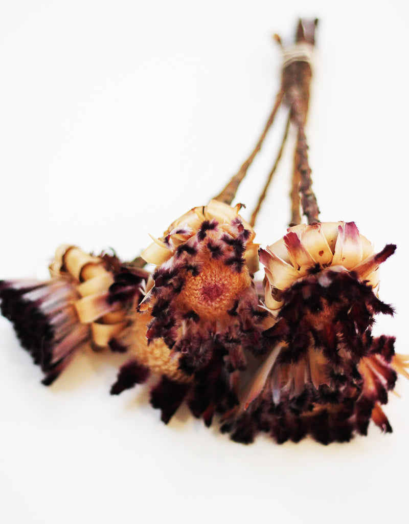wholesale Dried Protea Nerifolia
