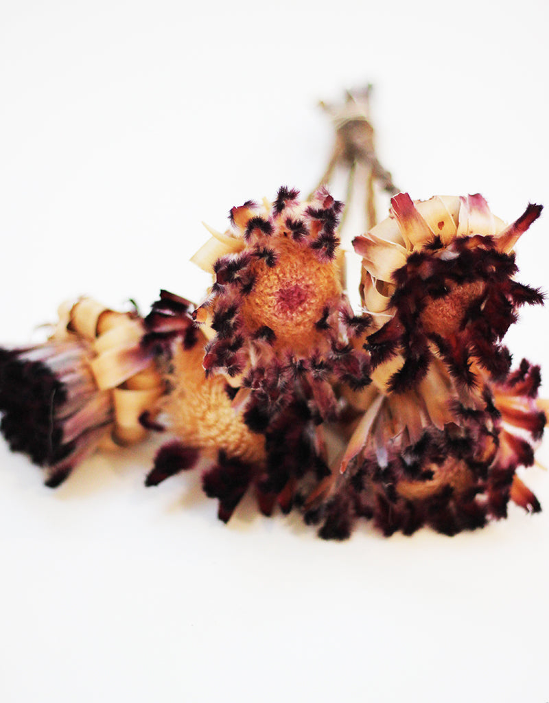 wholesale Protea Nerifolia