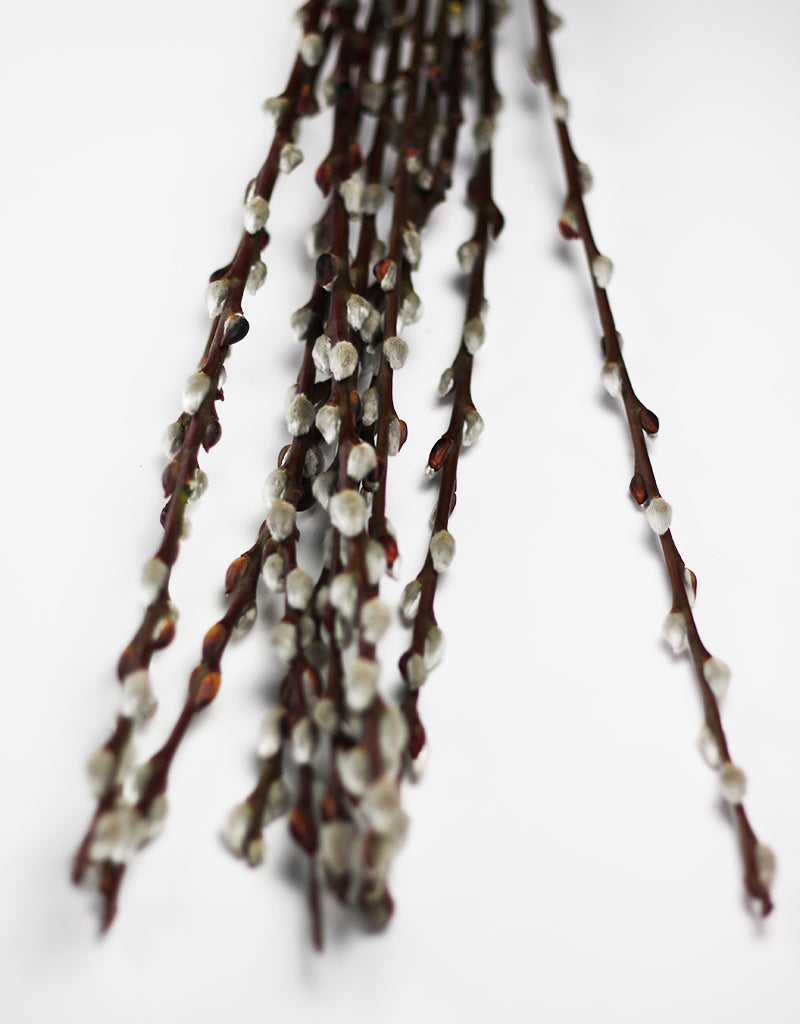 Dried Pussy Willow (Salix)
