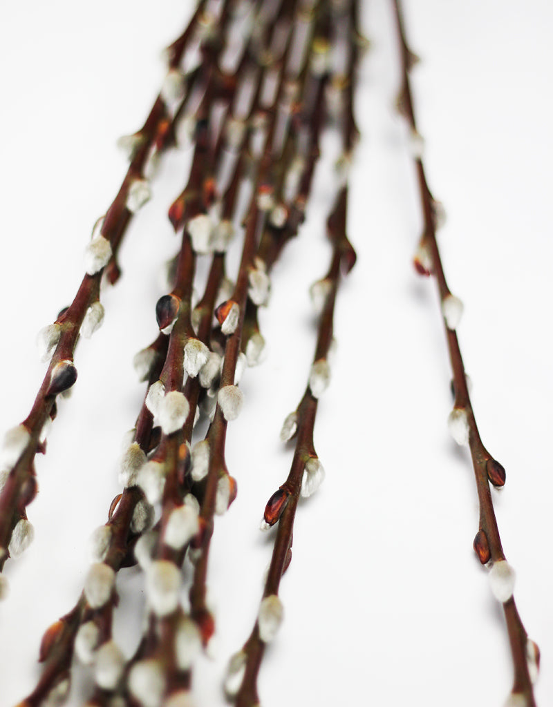 Pussy Willow (Salix)