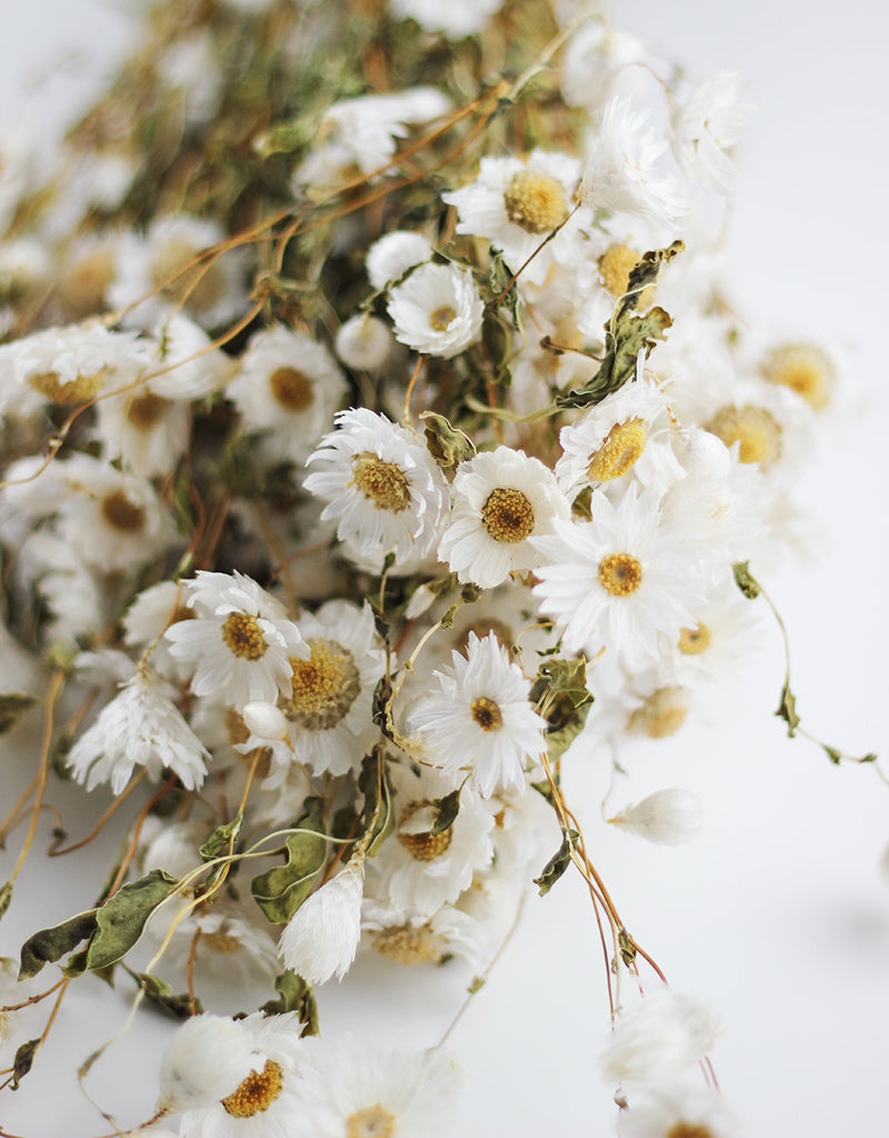 Dried Rodanthe