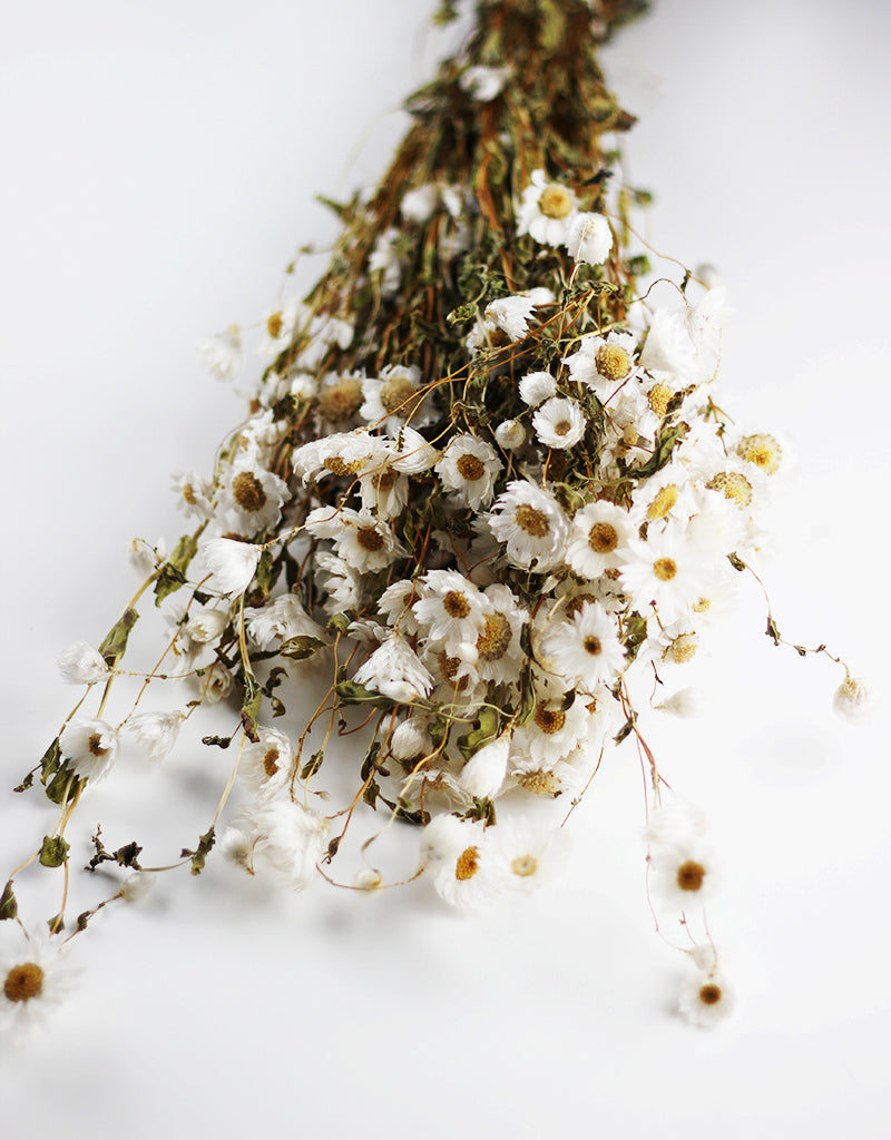 Dried Rodanthe