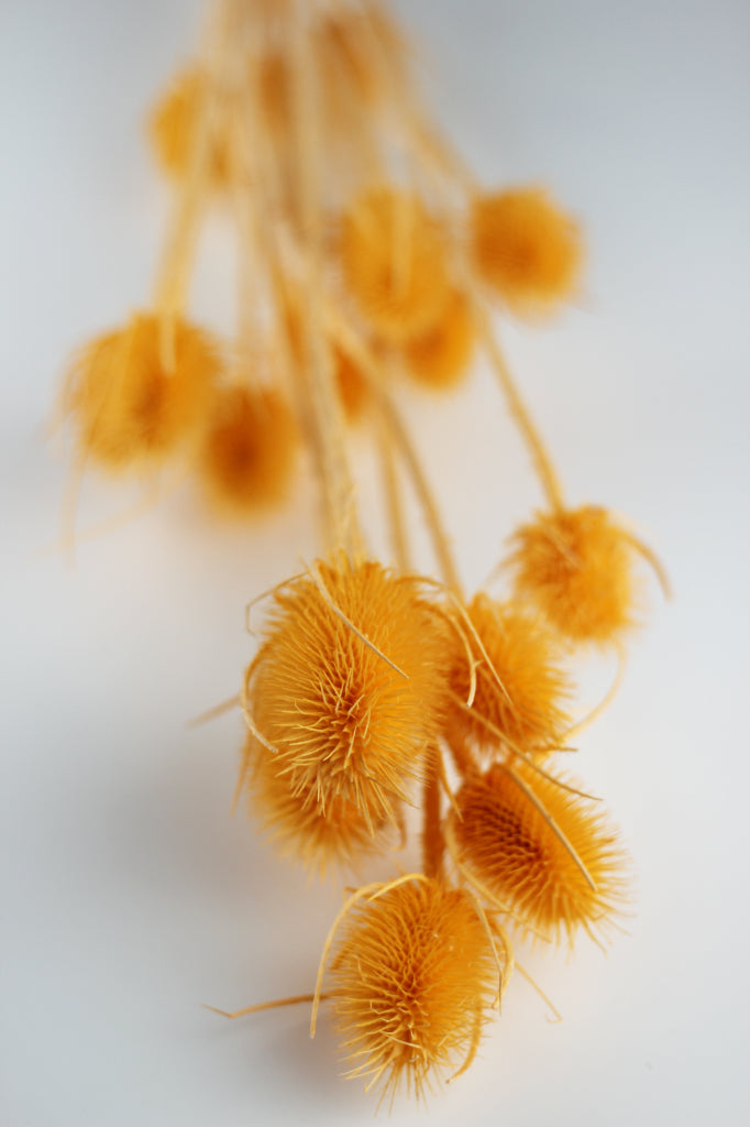 Dried Spray Cardistella