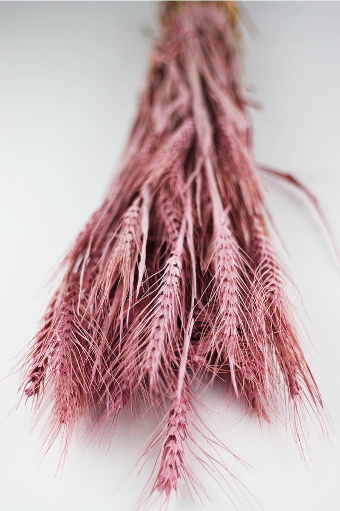 Triticale Frosted Baby Pink Flowers 
