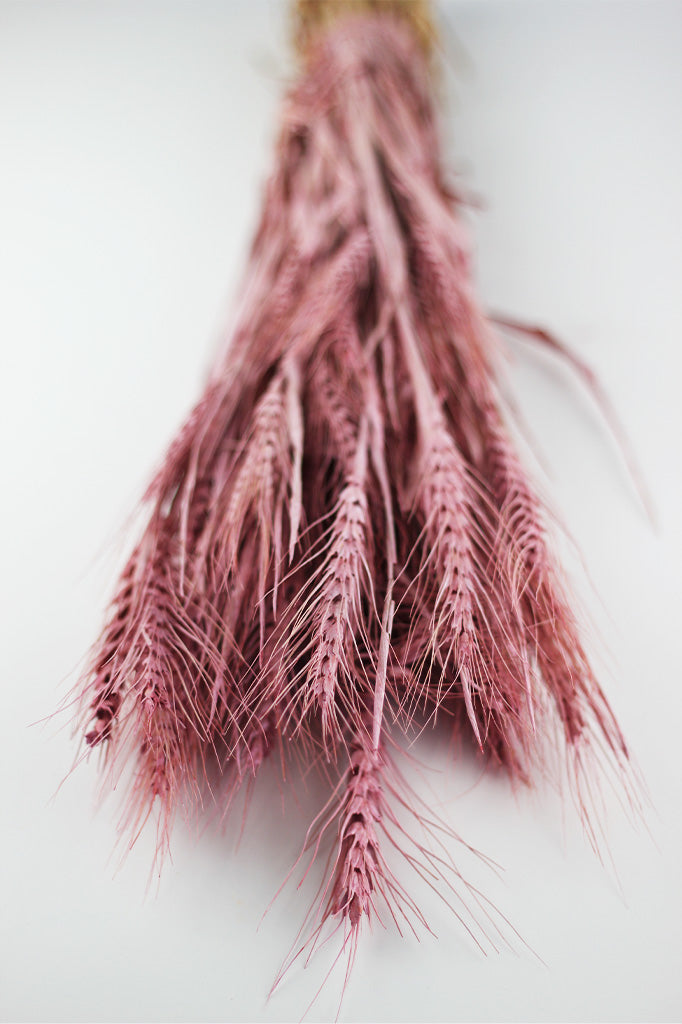 Dried Triticale Frosted Baby Pink Flowers bunch