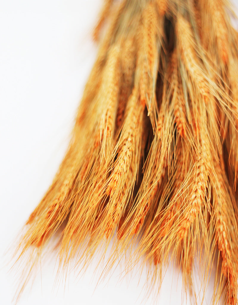 Dried Triticale flowers