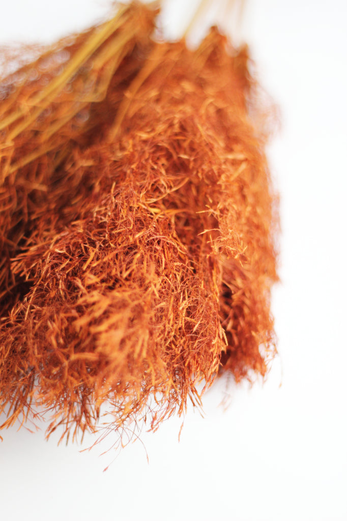 Umbrella Sedge Bunch