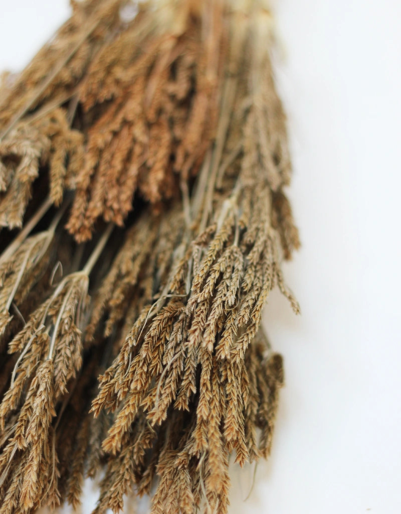 Dried Umbrella Sedge