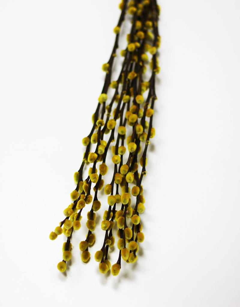 Dried Yellow Pussy Willow - Yellow, 10 stems, 60cm (Salix)