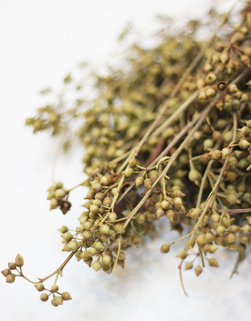 Dried Eucalyptus Branches bunch