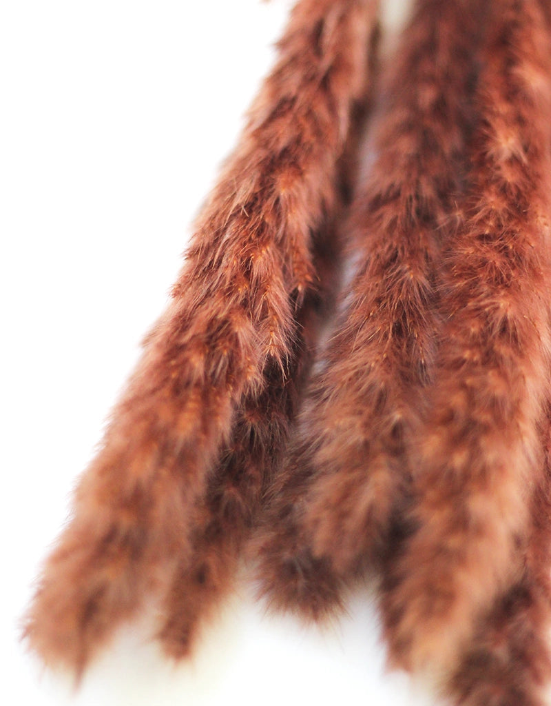 Dried Fluffy Pampas Grass