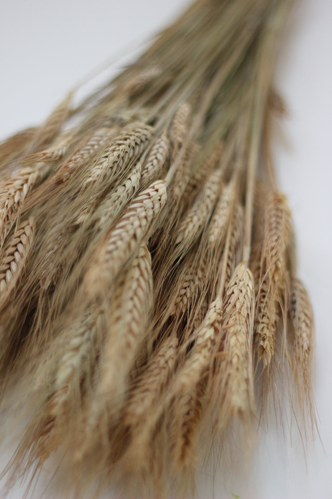 Dried Hordeum (Barley)