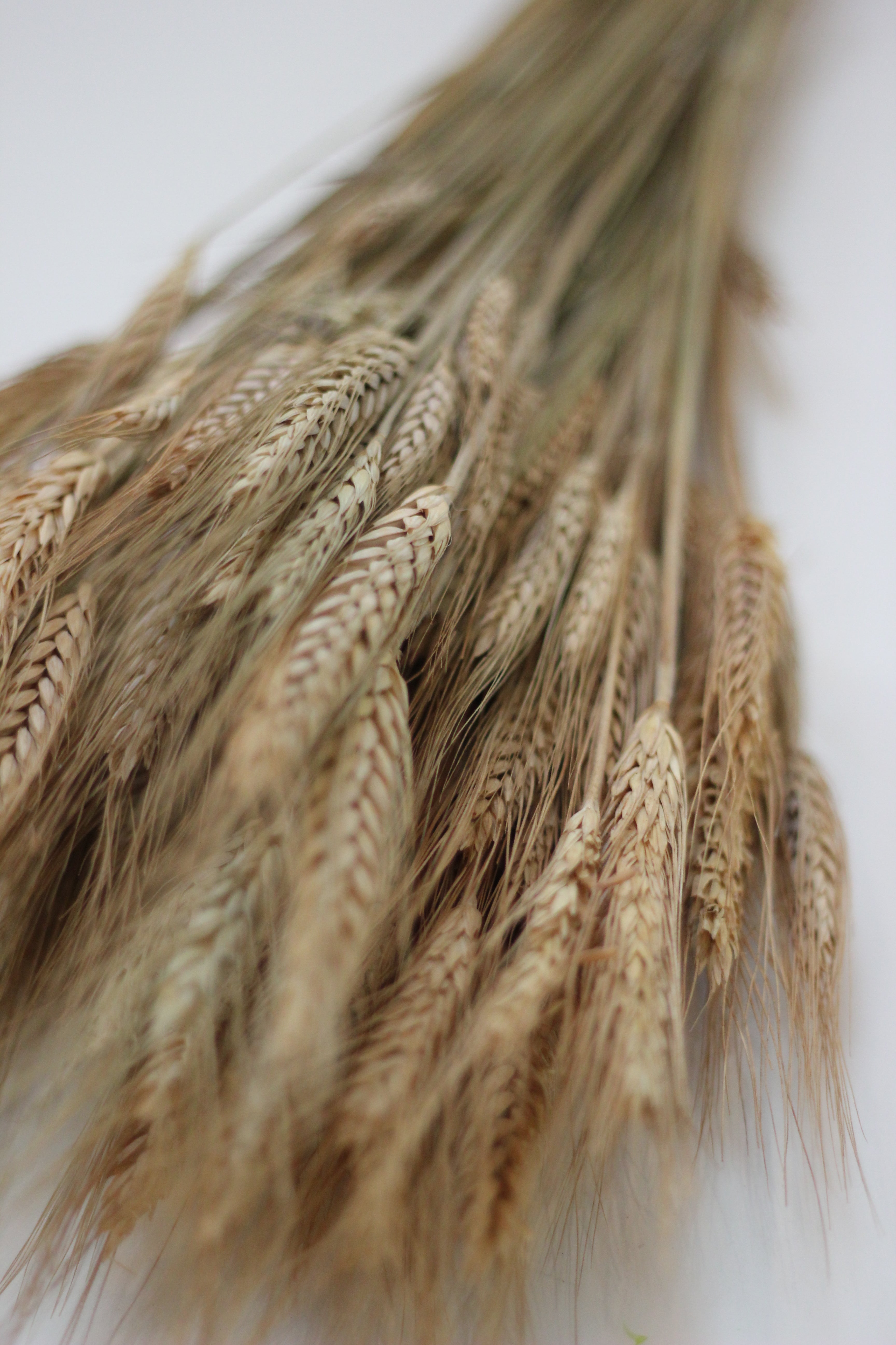 Dried Hordeum (Barley)