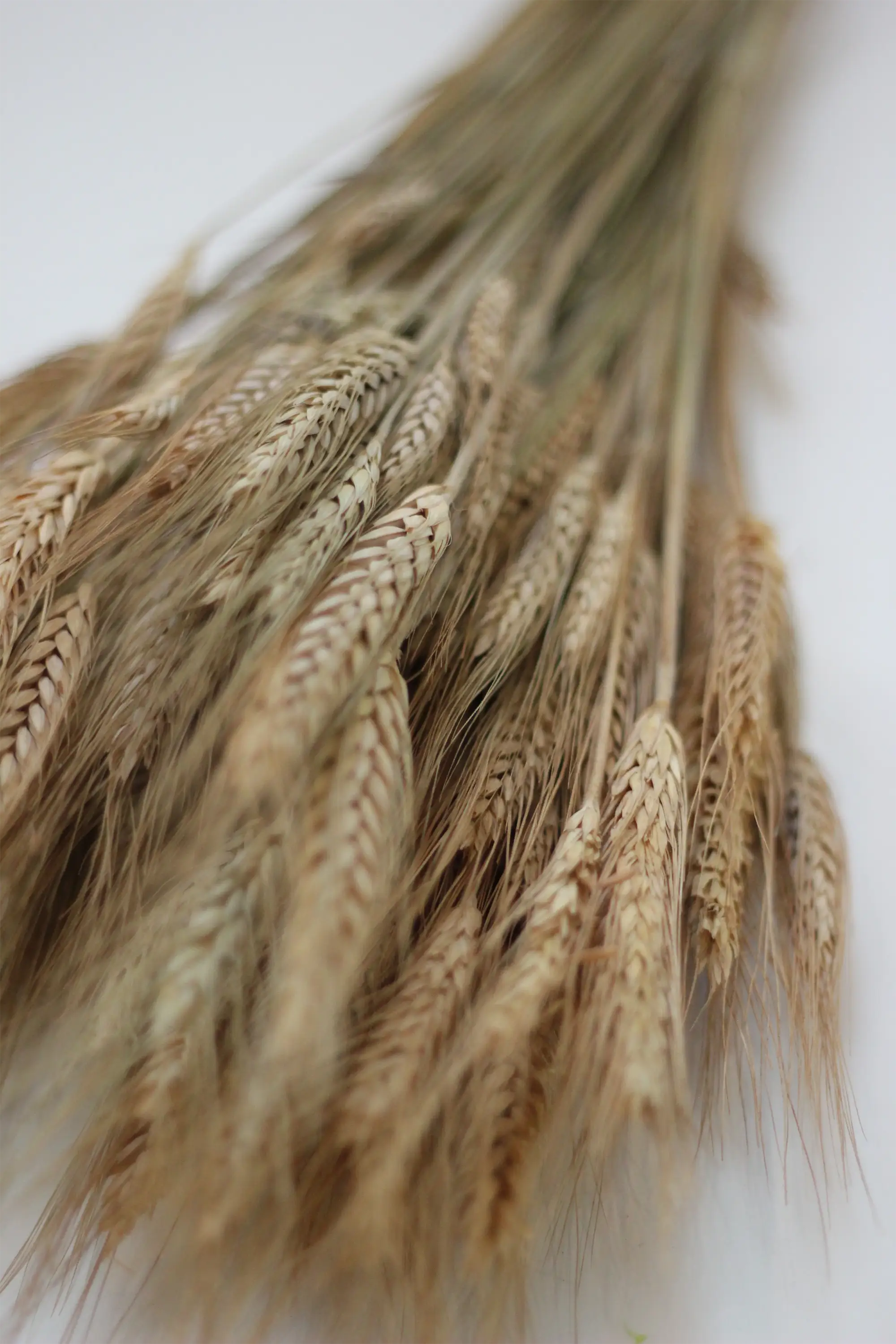 Dried Hordeum (Barley) - Natural Bunch, 60 cm,