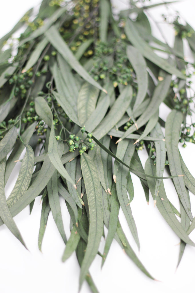 Preserved Eucalyptus Nicoli